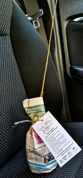 A long bare "Twig" , it's lower end wrapped in newspaper is propped up on a black car seat. A label is attached which identifies it as a "Crab Apple"