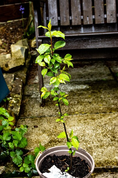 A small sapling covered in healthy green leaves grows from a grey pot. The pot sits on paving slabs with part of a brown wooden bench visible behind it