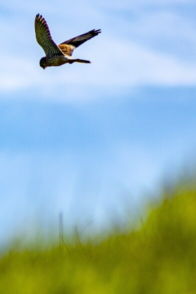 A Bird of Prey pictured hovering against a pale blue sky. It's wings are outstretched and angled above its body. The underside of it's wings are body are mostly white with dark speckles. The upper-side of its wings are a tawny brown, darkening to black at the far ends.It's tail is spread wide, it's feet tucked against it's body and its curved beak can be made out as it stares intently below