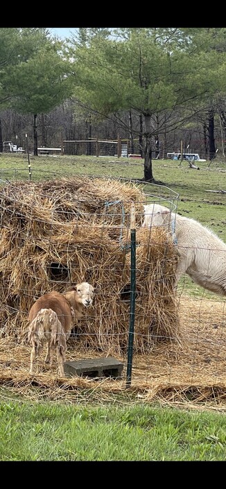 Sheep eating 