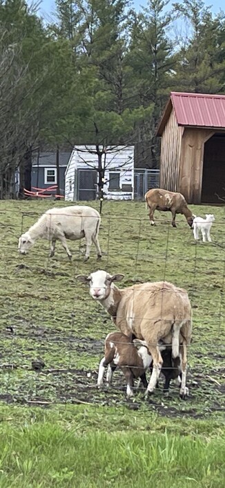 Sheep feeding
