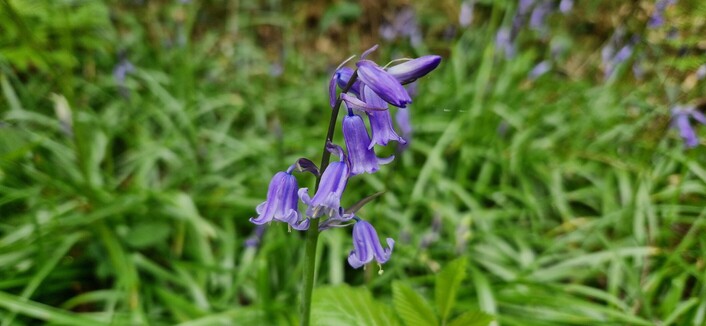 A bluebell flower amidst a sea of green leaves with other bluebells in the background.