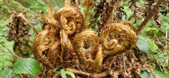 The arched, golden, furry, unfolding crosiers of a large fern.