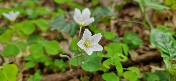 The dainty five petalled white flowers with their pink veins of native wood sorrel (oxalis).