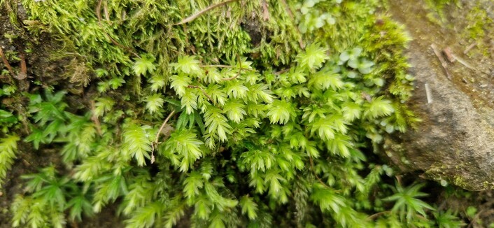 A lush, shaggy, bright emerald green moss growing on the side of a large rock.