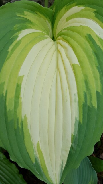 Hosta War Paint was introduced by Naylor Creek nursery back in 2005 and has large heart shaped and rippled edged leaves. 

The central parts of the leaf are the palest with lime green and mid green 'jetting' streaks appearing randomly and merging with the darker green outer edges. 

Makes an impressive pot plant and must have afternoon shade.
