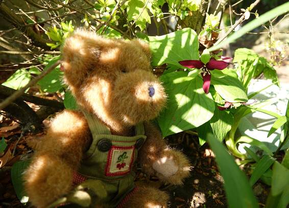 A light brown teddy bear in green overalls sits looking at a Trillium flower. He is holding a beet in his right paw.  There is a bunch of beets embroidered on the bib of his overalls.  The flower is dark purple with three narrow petals, a cluster of yellow stamens in center. Behind is green foliage. 