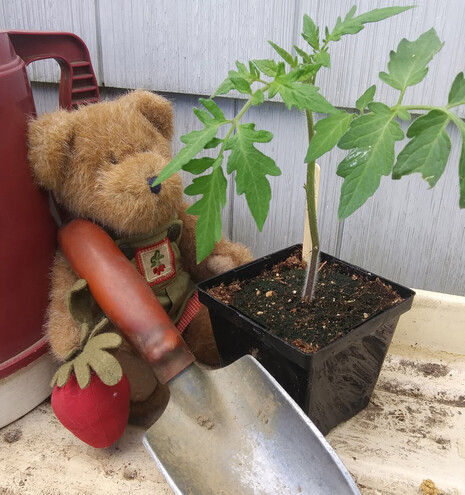 A brown teddy in green overalls sits holding a trowel while looking at a tomato plant in a black plastic pot.  Grey shingles in background.