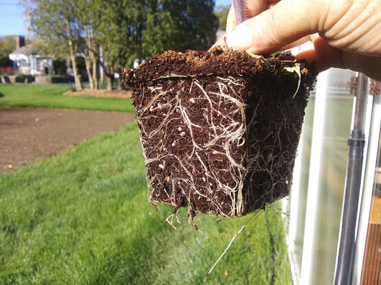 The root ball of a tomato plant shown after just having taken it out of its pot.  Some potting soil is visible through an extensive white root structure.  Bright sun and grass in background.