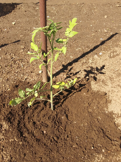 A freshly planted tomato plant in brown earth next to an iron pipe used for support.  Bright sun.