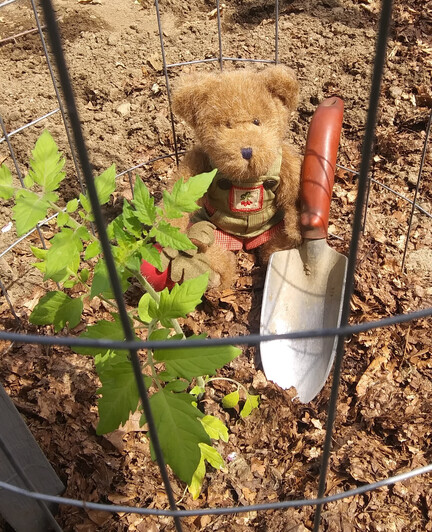 A light brown teddy sits holding a garden trowel.  He is on a mulch of shredded leaves next to a green tomato plant.