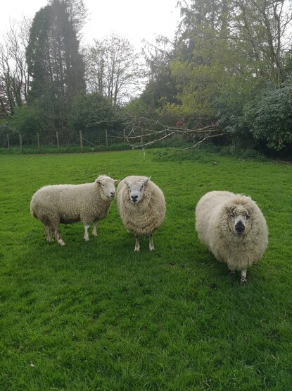 It's the three chaps standing in the middle field, which is finally starting to look lovely and green and lush as the grass recommences growing. Soo, it'll be like walking around knee deep in chips for the boys, food everywhere just lying on the ground. They'll still be importuning for biscuits though, you can guarantee that, and they'll get them too because we're soft as shite about sheep.

From left to right we see Skippy and Brambles, always together, sometimes violently; and to the right of them Panda, who although he's not in constant competition with the other two just yet as he's not quite fully grown, often enjoys joining in just for the fun of it.

All the boys are fluffy. Brambles and Panda in particular are very fluffy indeed.

Giles just brought me tea and cake. Iawn!