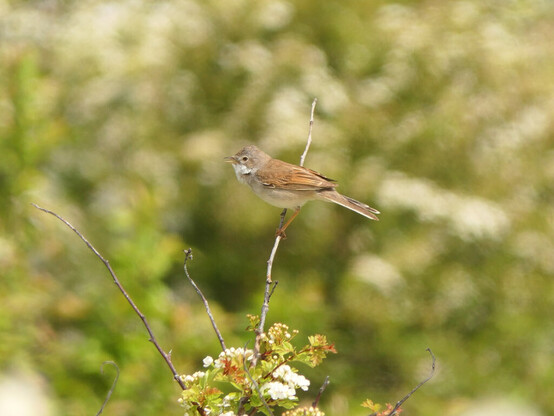 A skylark on a bushy branch - don't often see them perched, but there were two flying around low as I was trying to take a photo - I think they must have a nest nearby