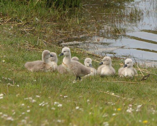 A group of 7 week old cygnets near a pond at Rhoose Point in the Vale of Glamorgan