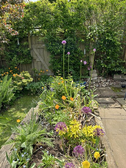 A messy flower bed containing a number of tall purple allium flowers. The tallest one is 126cm