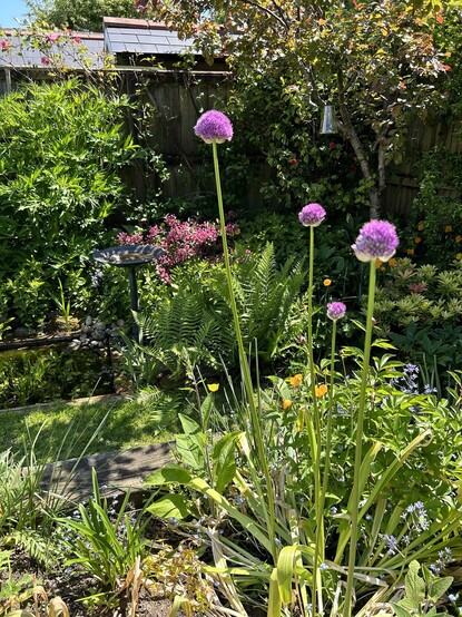 Three very tall purple flowered alliums in a flower bed 