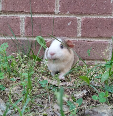 Sir Winston...yes, she's female.. on the loose in the wild and loving life!