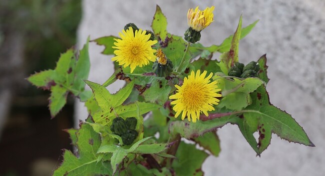 A fairly tall plant with lots of leaves which are spiky in shape but have few actual spines. The flowers are bright yellow and dandelion-shaped. Behind the plant, out of focus, is the wall of a house.