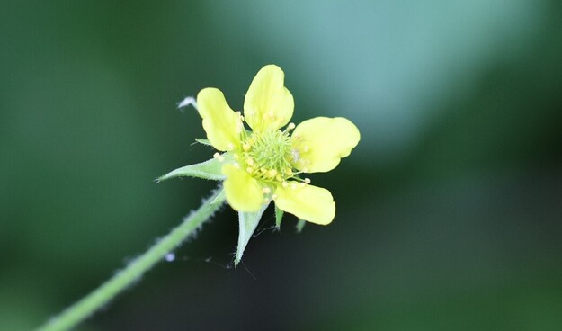 A flower with 5 pale yellow petals, with gaps between the petals. Behind the petals are five green sepals, which are longer than the petals so poke out behind the flower.