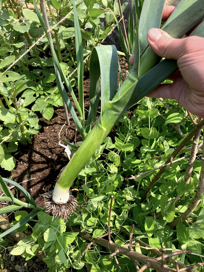 A photo of a bloody massive leek 
