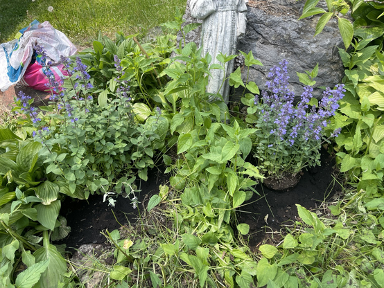 Two catmint plants in bloom 