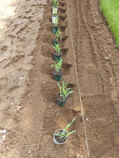 A line of 4 inch plastic pots with 5 corn seedlings in each, set out in a row next to freshly dug holes in garden soil.  A line of garden twine marks the row.
