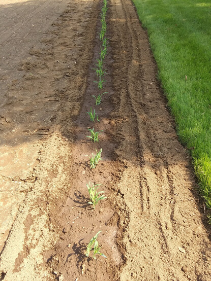 A 40 foot row of freshly planted corn seedlings.  There are 32 "hills", each containing 5 corn plants.  Freshly turned garden soil, dappled shade.