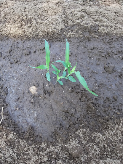 Closeup from directly above one "hill" of freshly planted corn seedlings.  There are five young corn plants together in the hole.  Soil is wet from being sprinkled with a watering can.
