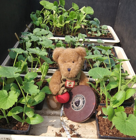 A light brown teddy bear in green overalls sits looking directly at the camera he is holding a beet in his right paw.  There is a bunch of beets embroidered on the bib of his overalls.  In his left paw is a 100 ft. steel tape measure.  He sits among several pots of squash and cucumber seedlings.