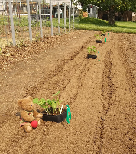 A light brown teddy bear in green overalls sits looking off to the left in the foreground. He is holding a beet in his right paw.  There is a bunch of beets embroidered on the bib of his overalls.  Next to him are 4 pots of Sunburst squash plants ready for planting out.  Bright sunshine, brown earth.  There is a grey shed and some grass in the background.