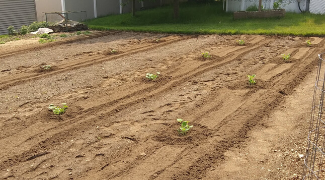 A veg garden with three rows of plants visible, 4 sets in each row.  From left to right are Cucumber (Marketmore), Zucchini (Elite) and Squash (Sunburst).  Each mound has 5 or 6 plants and have just been watered in.