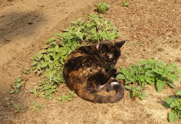 A 15 year old Tortoiseshell cat lies basking in the morning sun amid a patch of catnip.