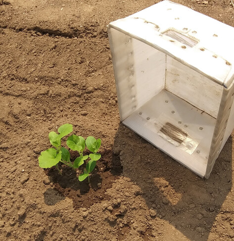 A mound containing 5 yellow squash plants in freshly turned garden soil.  Net to them is a white plastic tote on it's side.