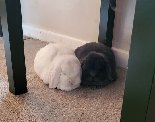 Two rabbits, one white and the other a greyish black, cuddled together under a coffee table. 
