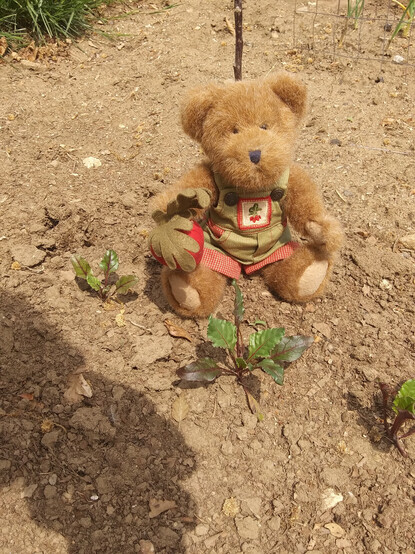 A light brown teddy bear in green overalls sits looking directly at the camera he is holding a beet in his right paw.  There is a bunch of beets embroidered on the bib of his overalls.  He sits on the garden soil in front of a row of beet seedlings.