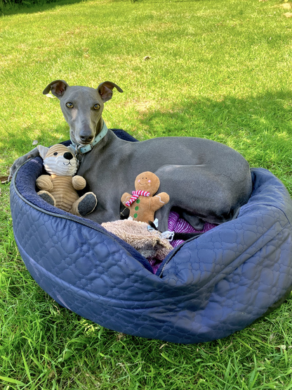 Blue whippet in its bed, surrounded by its toys, under a weeping birch 