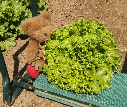 A light brown teddy bear in green overalls sits looking slightly off to the right. He is holding a beet in his right paw.  There is a bunch of beets embroidered on the bib of his overalls.  He sits on a green garden kneeler with a large head of freshly picked lettuce. Brown garden soil in background.
