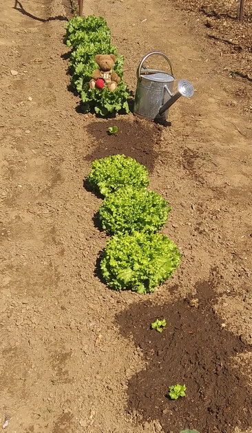 A light brown teddy bear in green overalls sits on a head of lettuce looking directly at the camera. He is holding a beet in his right paw.  There is a bunch of beets embroidered on the bib of his overalls.  Next to him on the ground is a galvanized watering can.  In front of him are some freshly planted lettuce plants just watered in.  There are about eight heads of lettuce ready to pick in front of, and behind him.  Green plants, brown garden soil, bright sunshine.