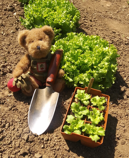 A light brown teddy bear in green overalls sits looking directly at the camera. He is holding a beet in his right paw.  There is a bunch of beets embroidered on the bib of his overalls.  In his left paw is a garden trowel with a red handle.  Off to one side is an orange seedling tray with 6 small lettuce plants. Behind him can be seen 2 large heads of lettuce, ready to pick.