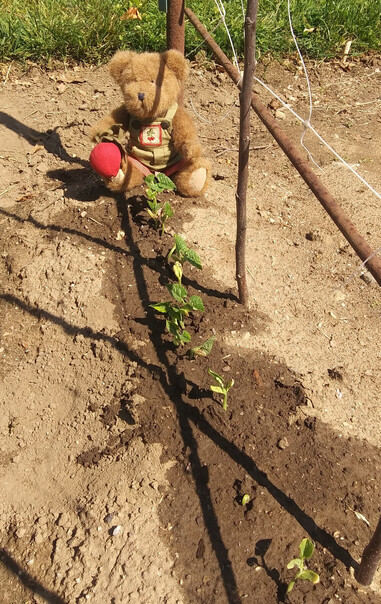 A light brown teddy bear in green overalls sits looking slightly off to the left.. He is holding a beet in his right paw.  There is a bunch of beets embroidered on the bib of his overalls.  He sits at the end of a row of pole beans, just beginning to sprout.