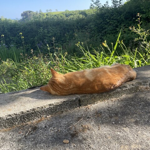 A ginger cat enjoying the early summer warmth. 