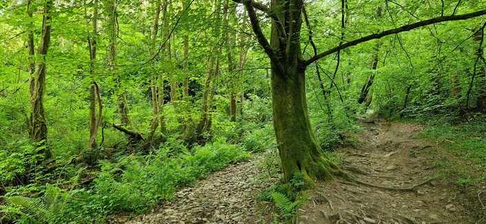 The start of a path up through lush green woodland. A bare earth path is to the right showing the exposed roots of the trees.