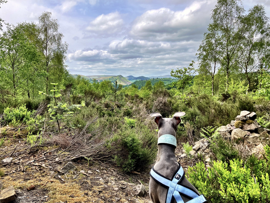 Harri the whippet enjoying the view