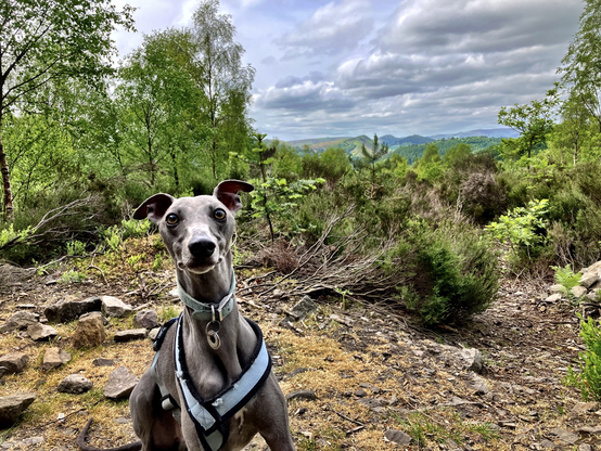 Harri the whippet looking at the camera 