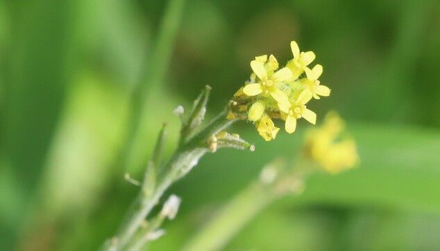 Tiny four-petalled yellow flowers in a cluster on the end of a stem which has some developing seed pods.