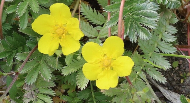 Yellow rose-like flowers against a background of leaves which are a silvery-green colour, from which Silverweed gets its name.