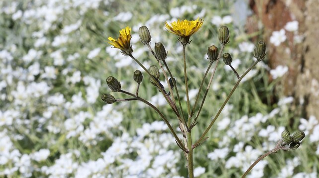 A plant with smooth, highly branched stems and a lot of flower buds, some of which have opened. the flowers have yellow petals and yellow and red stripes underneath.