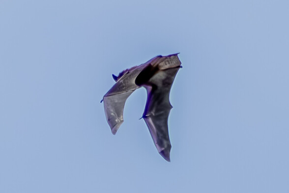 A large bat flies across a blue sky, it's dark grey leathery wings are curled down and a curved, pointed ear can be seen