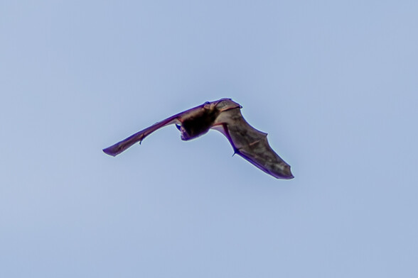 Pictured from behind and below, a large bat flies across a blue sky. Its wings are stretched out to it's sides and the bone structure of it's limbs can be seen through its thin leathery wings. It's body is covered in gingery brown fur and it has pointed, curved ears and a stubby face.