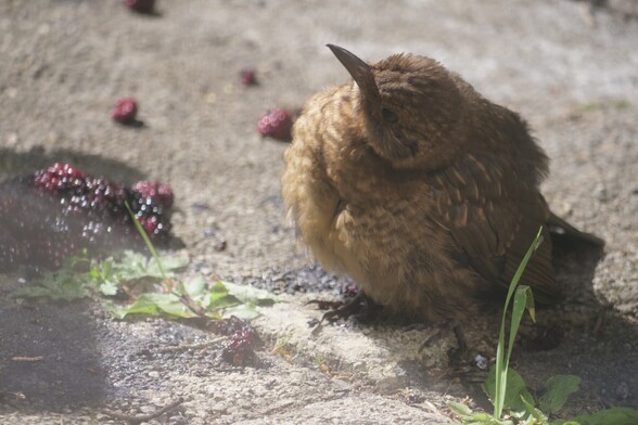 The same blackbird but with its eyes closed